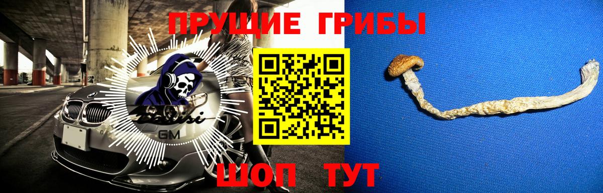 Губаха  Псилоцибиновые грибы Cubensis  Псилоцибиновые грибы прущие грибы  Вход с VPN 